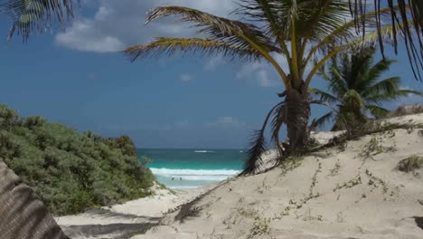 Palm-Tree-Time-Lapse-05