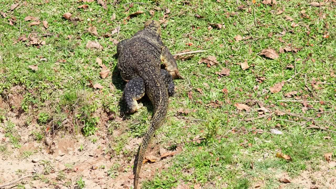 아시아 물 모니터, varanus salvator, 카오 야이 국립 공원, 태국