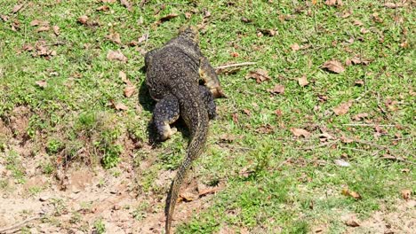 asian water monitor, varanus salvator, khao yai national park, thailand