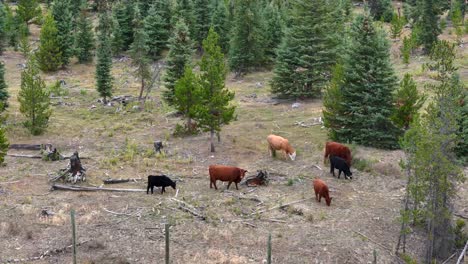 Pastoreo-Forestal:-Ganado-A-Lo-Largo-De-La-Autopista-Coquihalla-Cerca-De-Kamloops