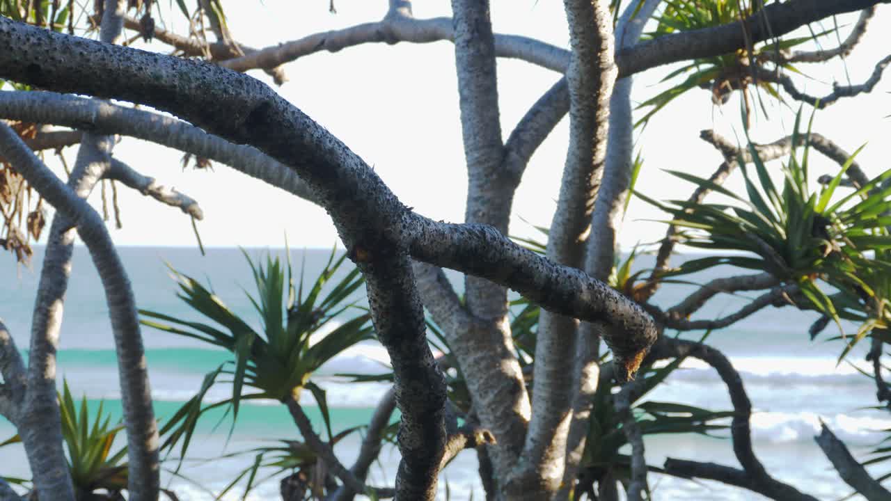 판다누스 야자나무 너머로 보이는 롤링 파도 - 그린마운트 해변에서 서핑 - 쿨랑가타, 골드 코스트, 퀸즐랜드, 호주