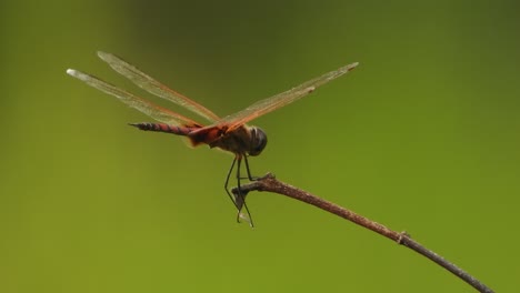 libélula en las alas del viento