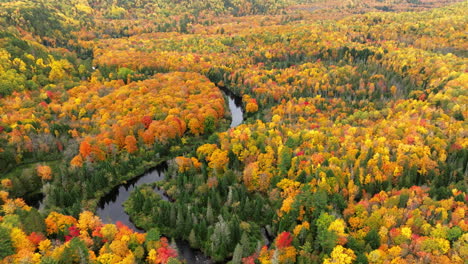 Tiro-De-Drone-Del-Bosque-En-Otoño