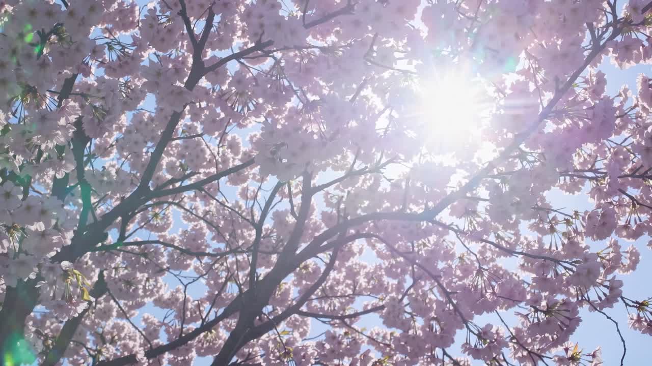 Low-angle video of sunlight filtering through cherry blossoms, capturing a serene and ethereal