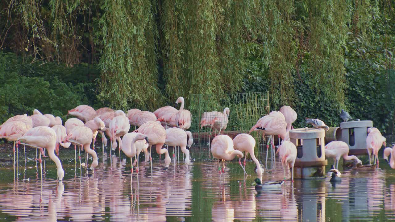 연못에 핑크 플라밍고