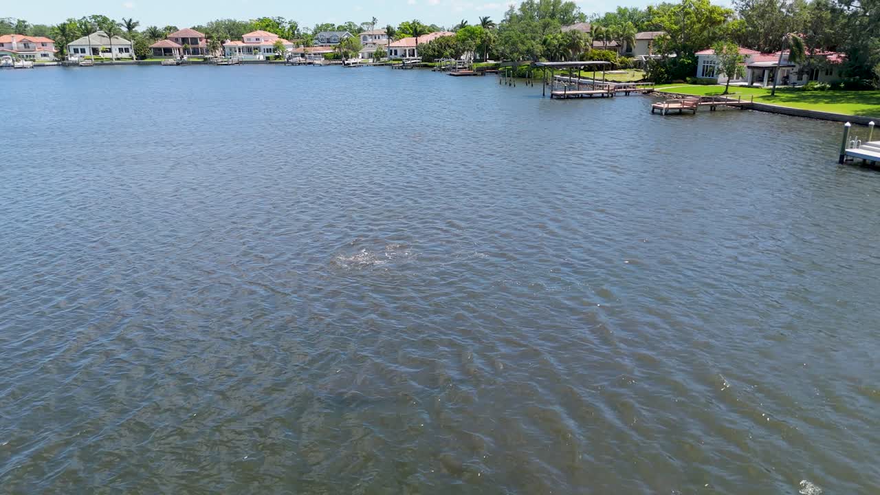 Manatees swimming in Coffee Pot Bayou in Saint Petersburg.