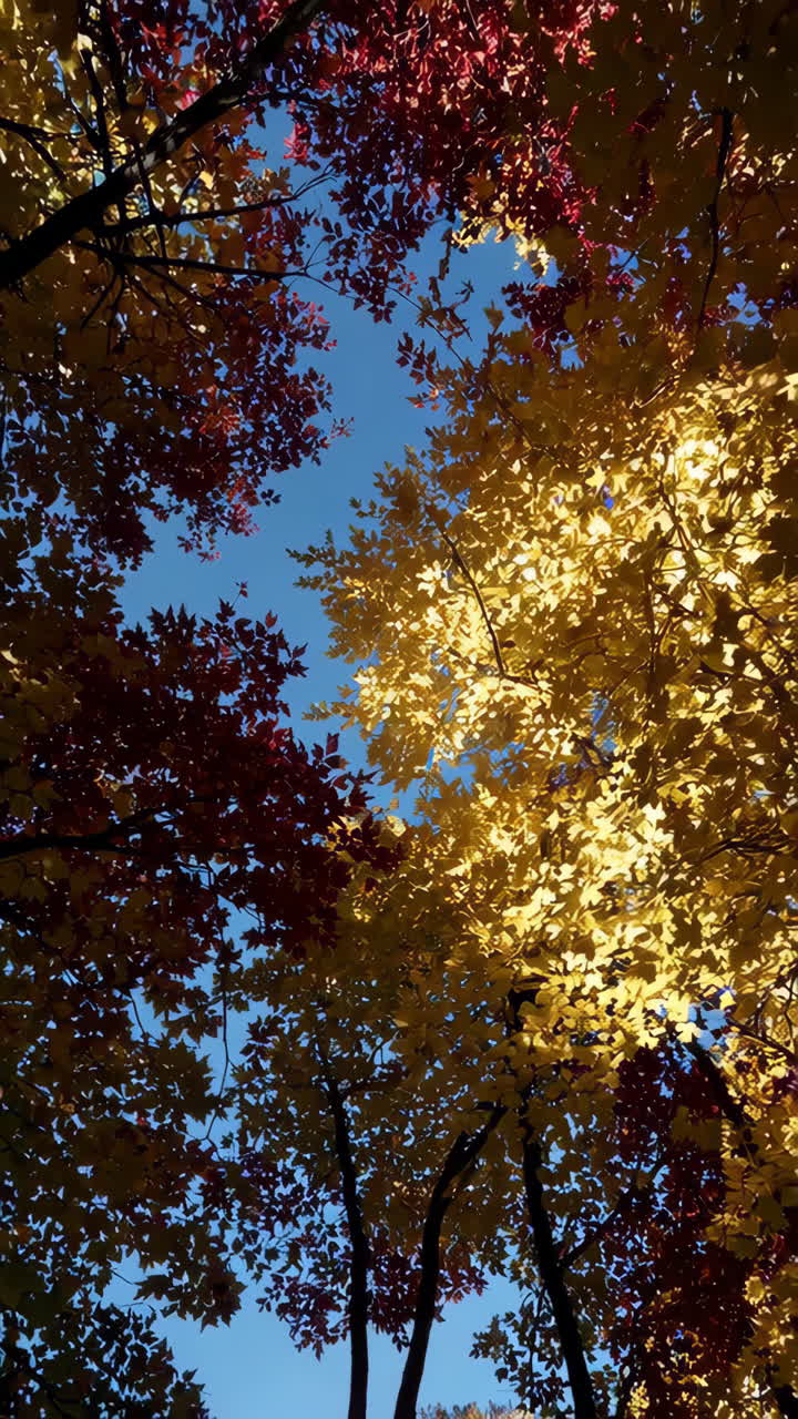 Vibrant Autumn Foliage Against a Clear Blue Sky