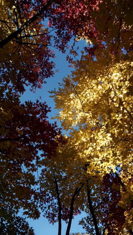 vibrant autumn foliage against a clear blue sky
