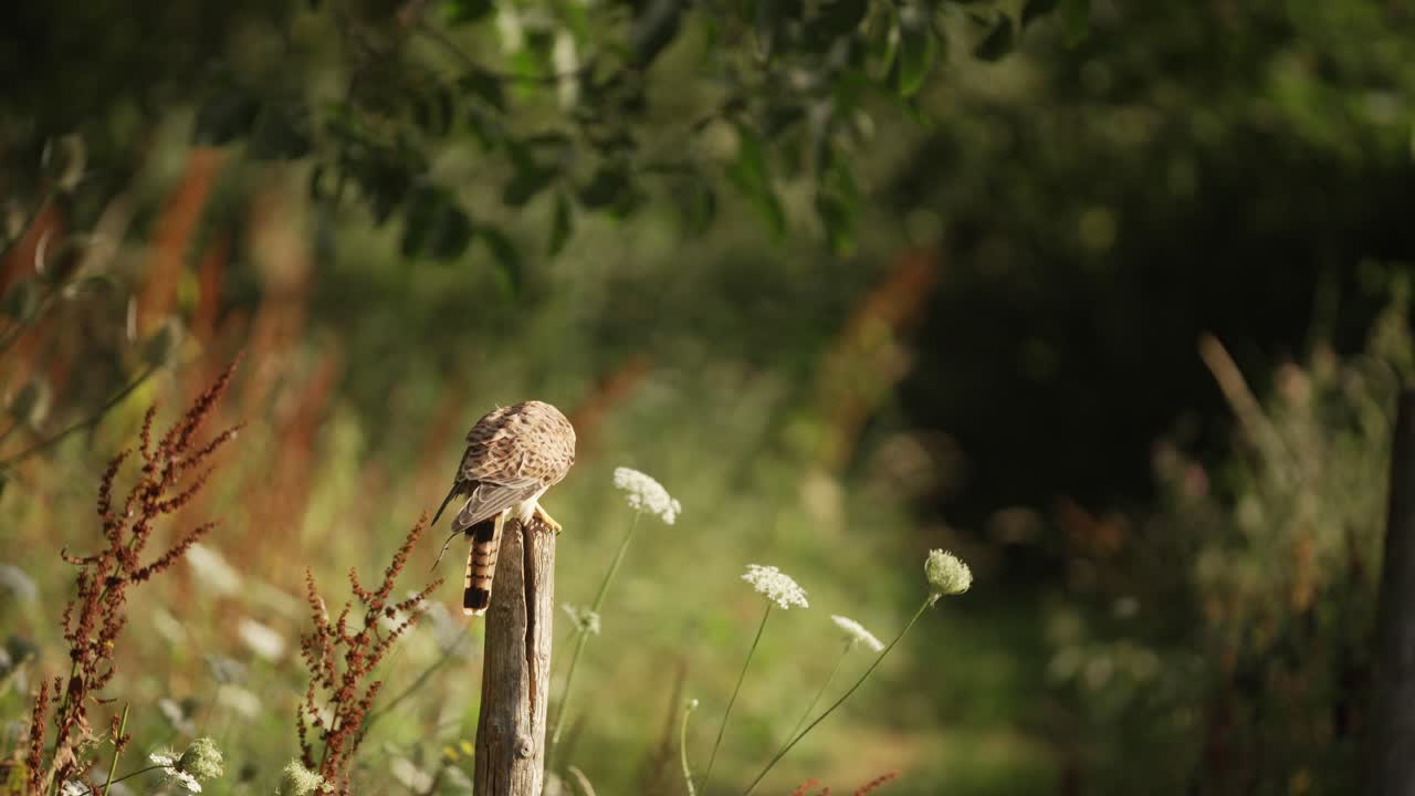 toma amplia de un cernícalo común limpiando su pico en un poste mientras dos pájaros urraca vuelan y el cernícalo los mira, cámara lenta