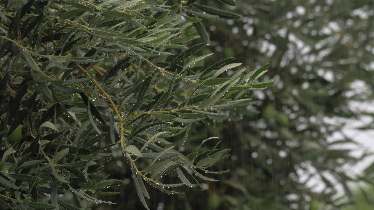 árbol de olivo y lluvia torrencial