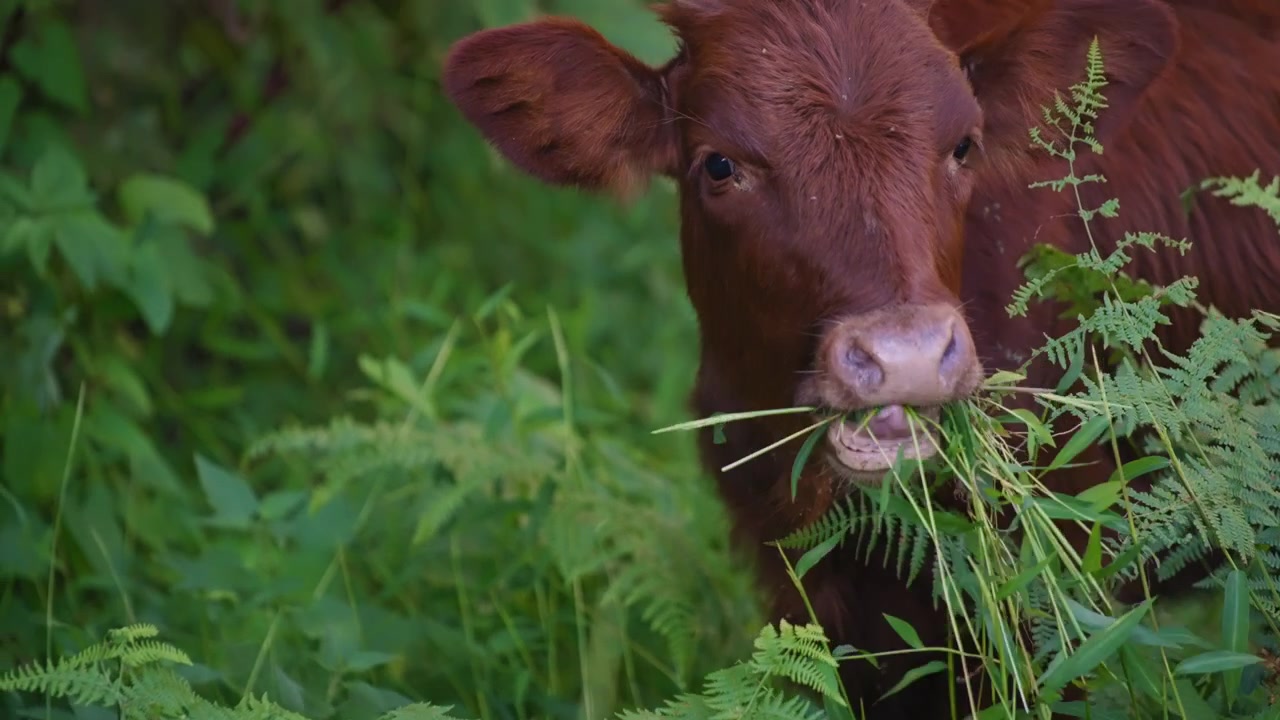 Nærbillede af vild brun ko, der spiser planter