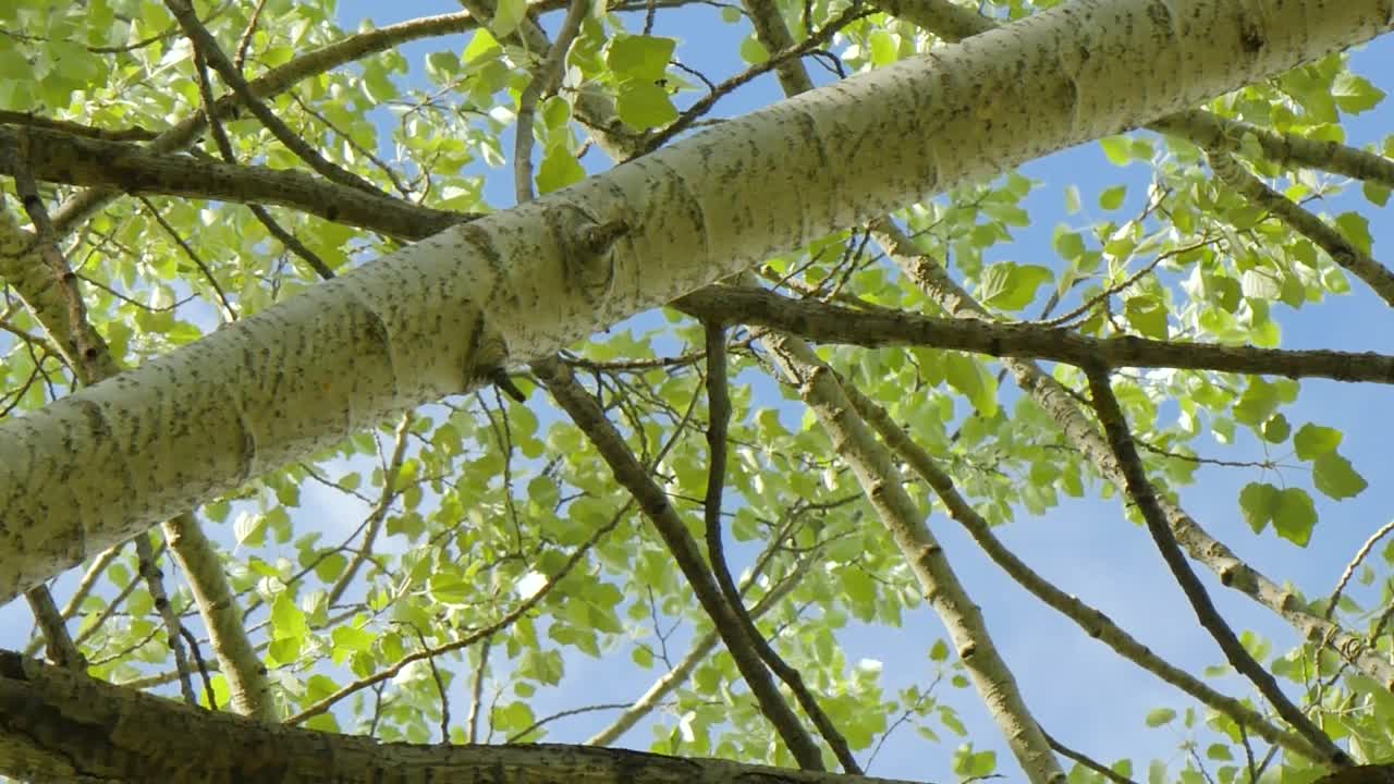 Branches and leaves on a calm sunny day