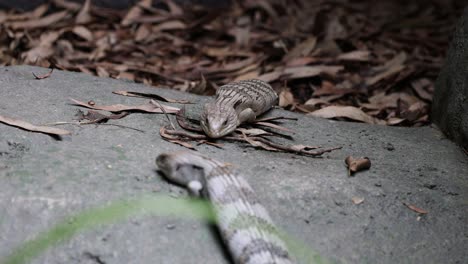 bird searches for food among fallen leaves