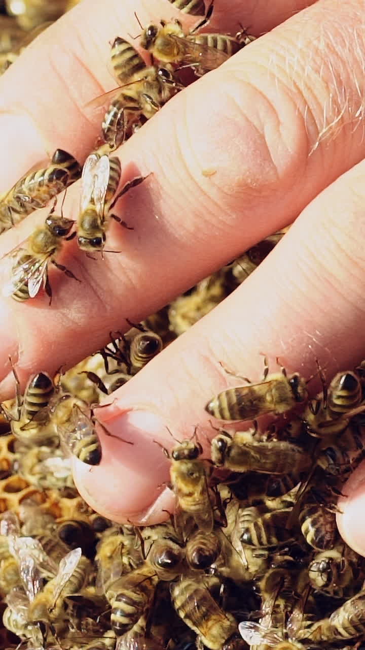 Slow motion. Beekeeper examines bees in honeycombs. Hands of the beekeeper. Bee is close-up.. Vertical video