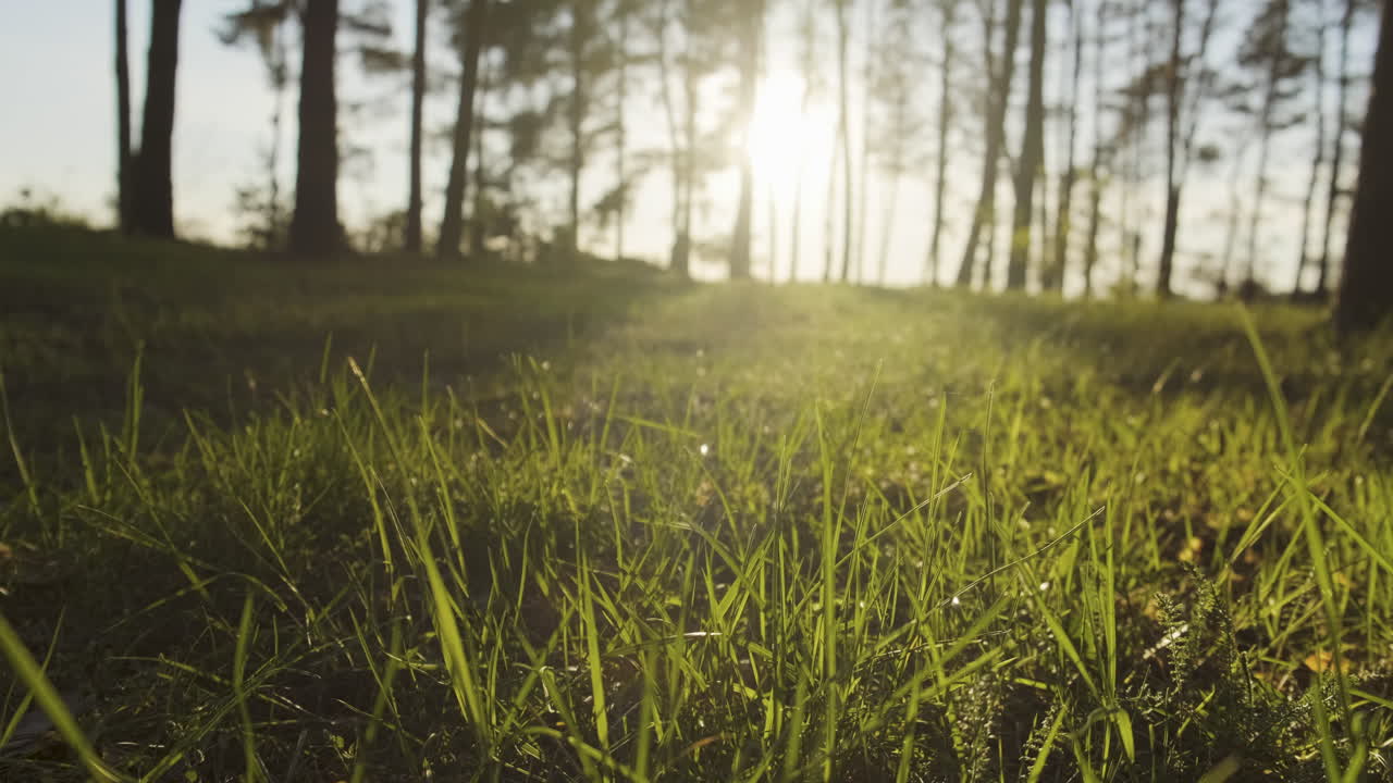 석양에 소나무 숲에서 푸른 풀이 자란다