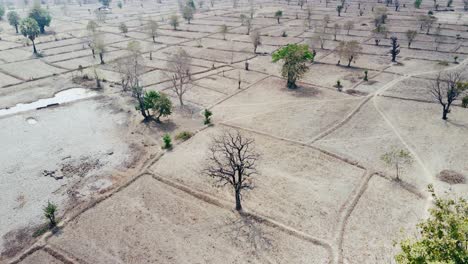 dry season dead tree on barren smog filled arid rice paddy, north asia desolate landscape