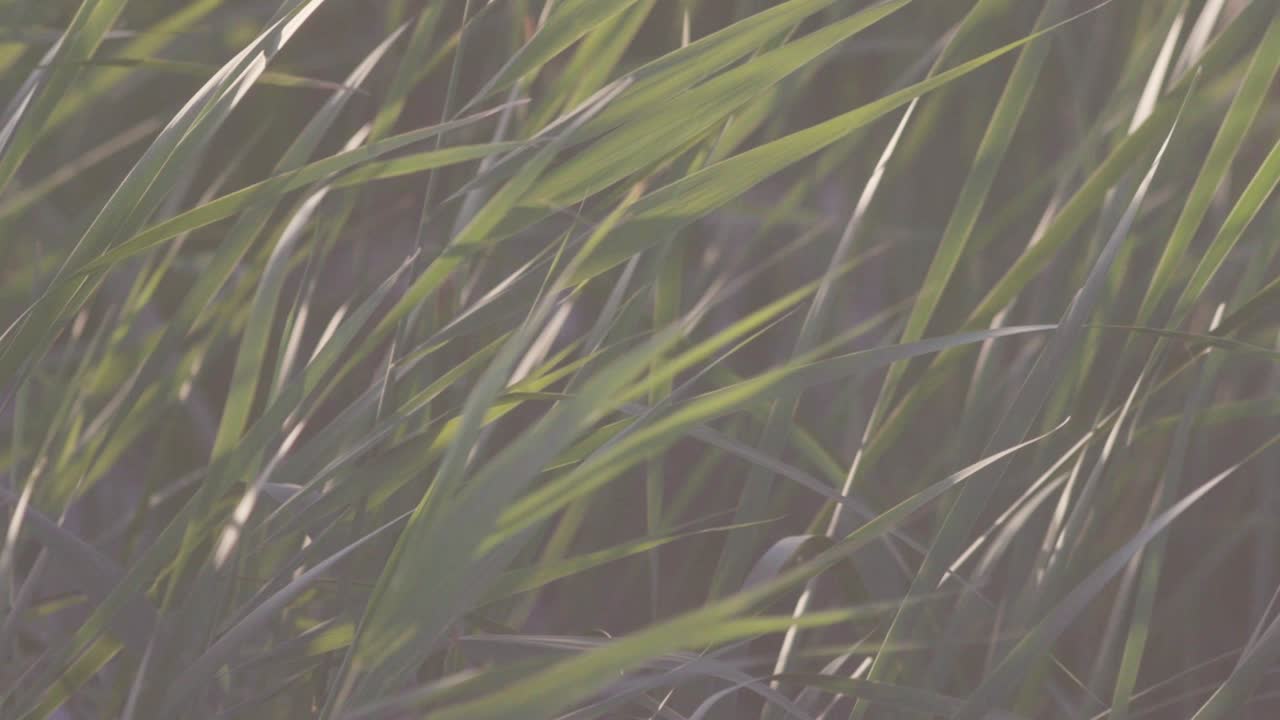 primer plano de hierba alta