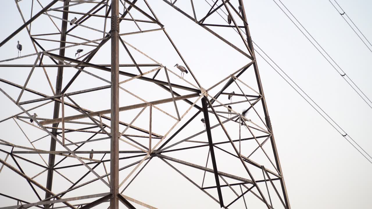 burung di tiang tegangan tinggi saat matahari terbenam