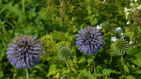 bee pollinating purple wildflower in green meadow