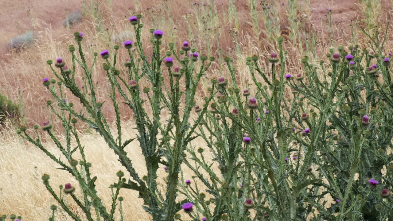Huge purple flower Milk Thistle plants grow in arid windy landscape