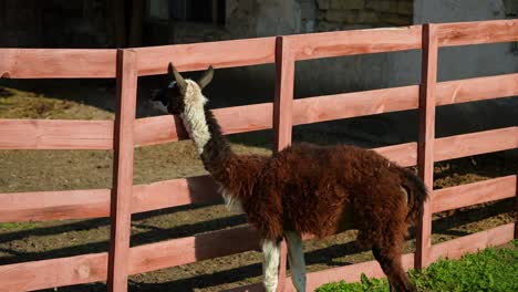 llama by a wooden fence