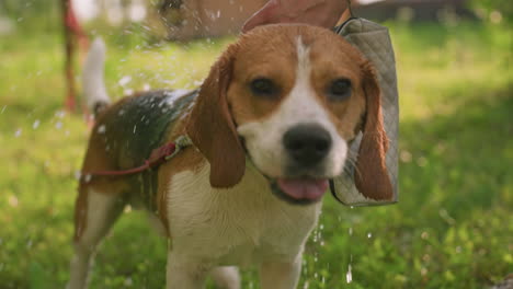 dueño del perro bañando al perro al aire libre con agua salpicando sobre la espalda del perro, sosteniendo botella de spray y bolso, fondo con vegetación exuberante y árboles