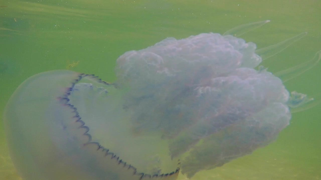 수영 해파리의 수중 촬영