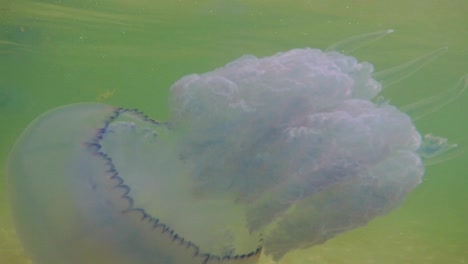 underwater shot of swimming jellyfishes