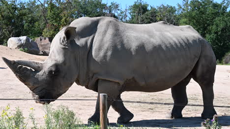 zoom out, parque zoológico en francia: un rinoceronte con un gran cuerno camina sobre la arena