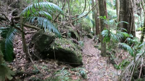 un paseo tranquilo a través de un paisaje de bosque exuberante