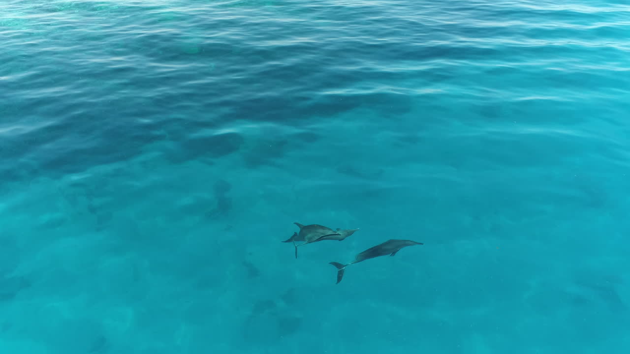 Three Dolphins Swimming in Clear Blue Ocean Water