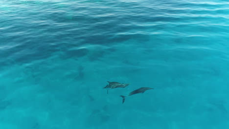 three dolphins swimming in clear blue ocean water