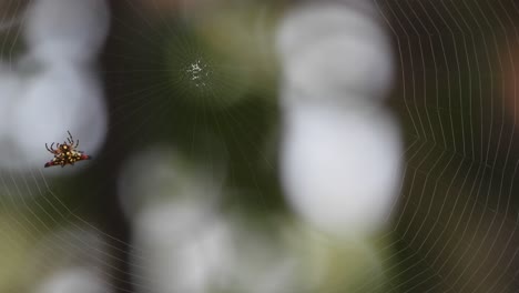 araña haciendo web para orar