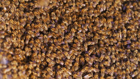 Marsch-Der-Bienen-Zum-Bienenstock-Im-Bienenhaus