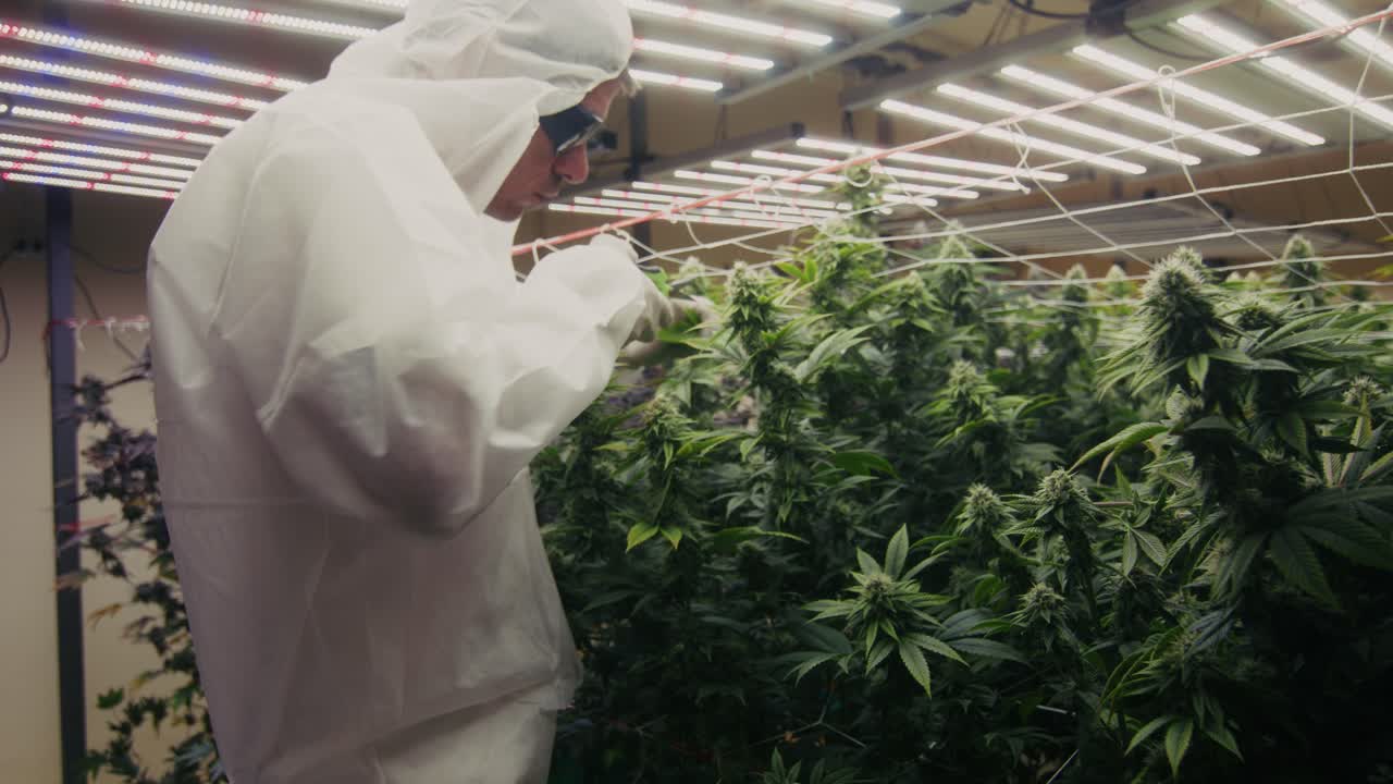 Cannabis Grow Operation