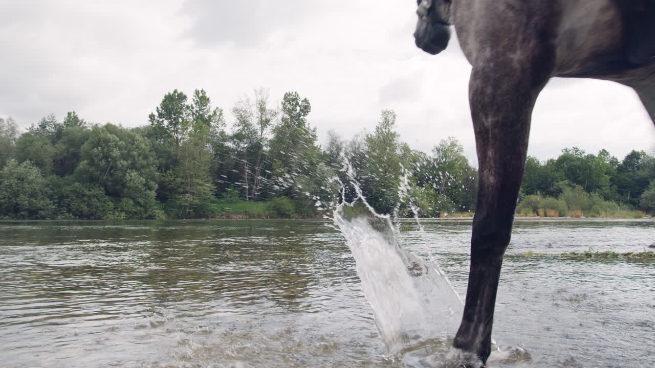 jinete femenino sentado en la silla del caballo entrando en un río, de mano