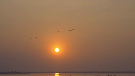 pájaros al atardecer pájaros migratorios volando por el lago osmanabad india osmanabad