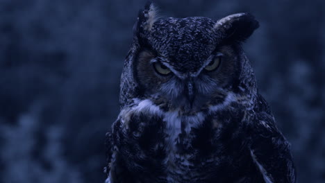 Evening-owl-in-the-forest-looking-around-great-horned-owl