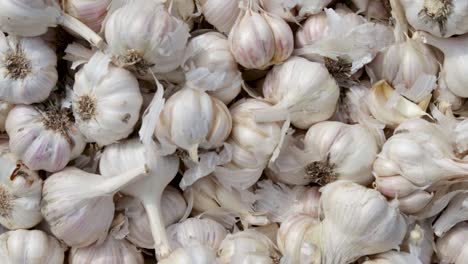 fresh organic garlic from farm close up from different angle