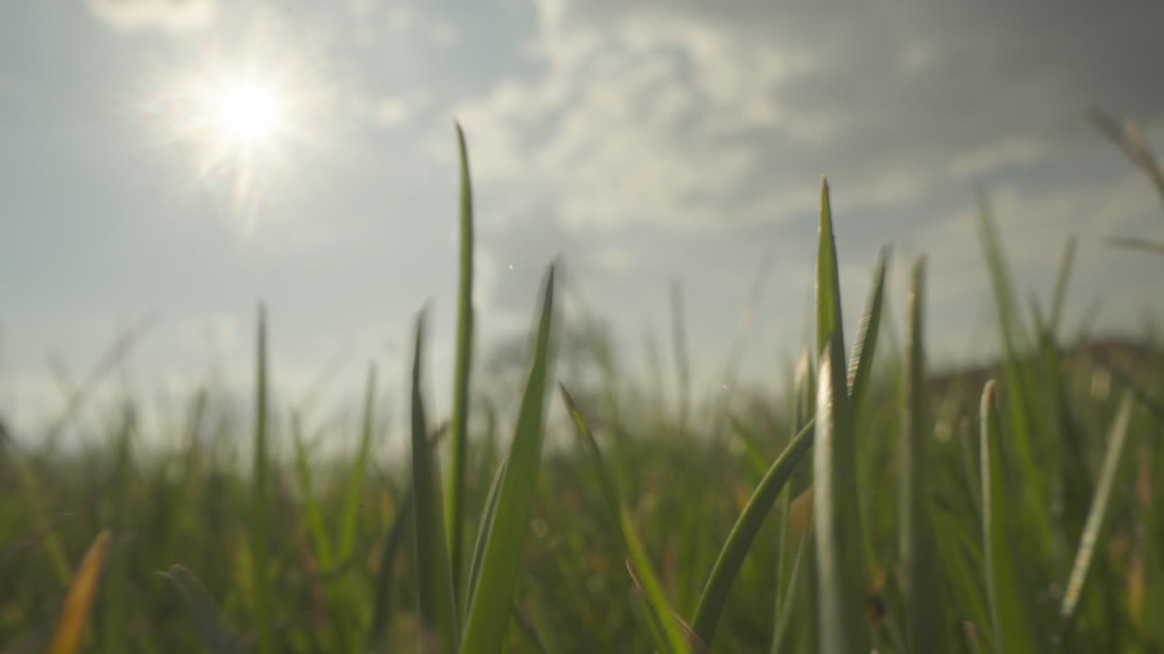빛 아래에서 풀의 클로즈업