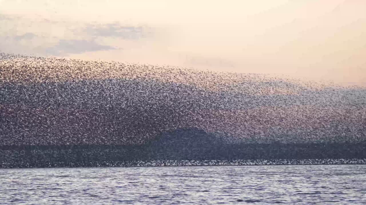 Birds migrating in South Korea during winter (3840x2160, 29.97fps) during sunset.