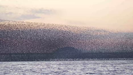 birds migrating in south korea during winter (3840x2160, 29.97fps) during sunset.