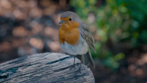 handheld shot of a robin singing on a park bench