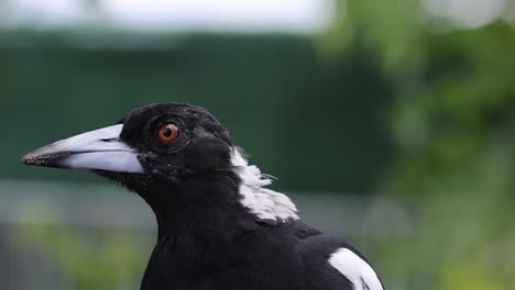 close-up views of a magpie's head turning and looking