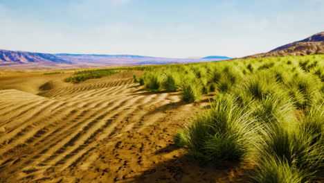 desert landscape in crater national park