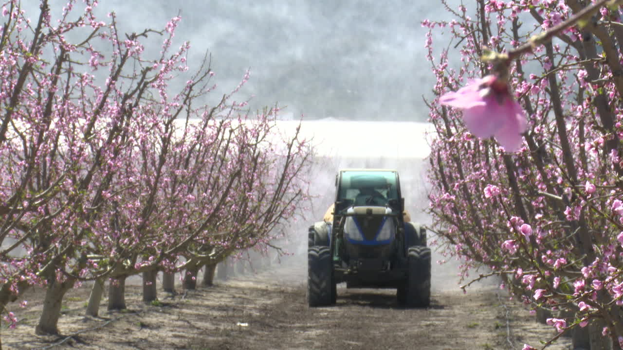 Agricultural Spraying of Peach Trees in Bloom