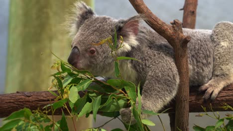 a fluffy herbivorous female koala, phascolarctos cinereus grabbing with its paw, munching on delicious eucalyptus leaves at wildlife sanctuary, australian native animal species