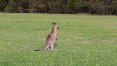 kangaroo moves through grass, stopping occasionally