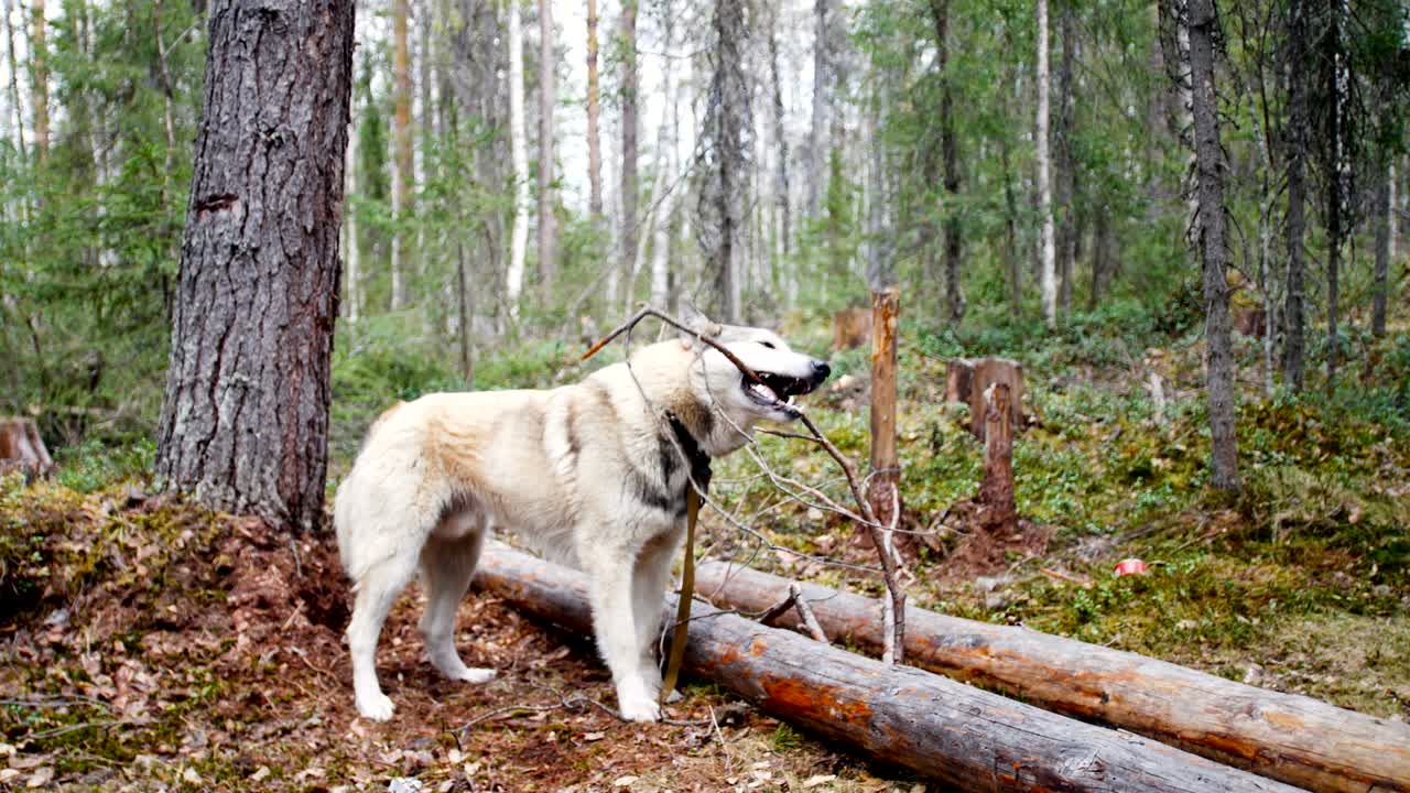 perro sosteniendo un palo en la boca en el bosque en el fondo