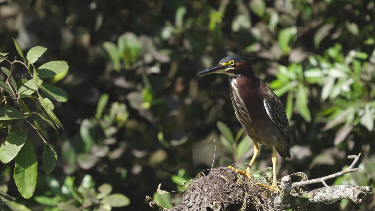 Green Heron Perched in Tree on Windy Day 2